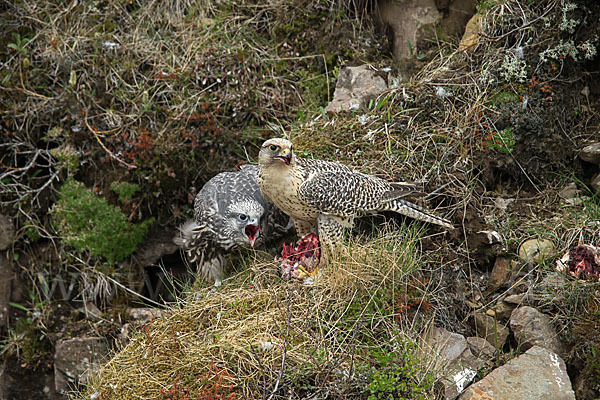 Gerfalke (Falco rusticolus)