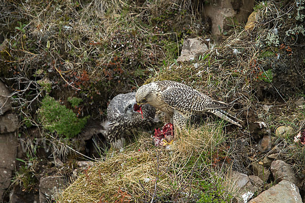 Gerfalke (Falco rusticolus)