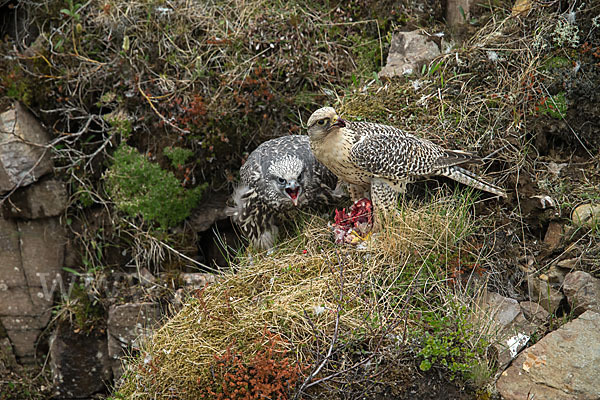 Gerfalke (Falco rusticolus)