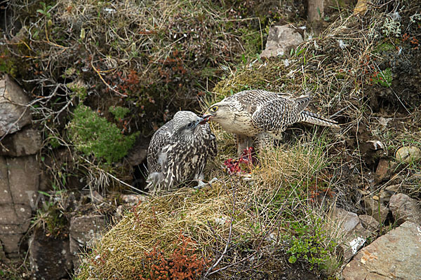 Gerfalke (Falco rusticolus)