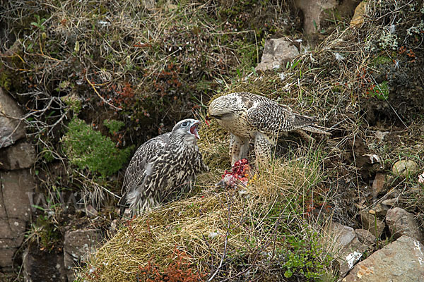 Gerfalke (Falco rusticolus)