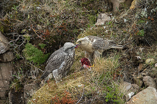 Gerfalke (Falco rusticolus)