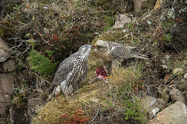 Gerfalke (Falco rusticolus)