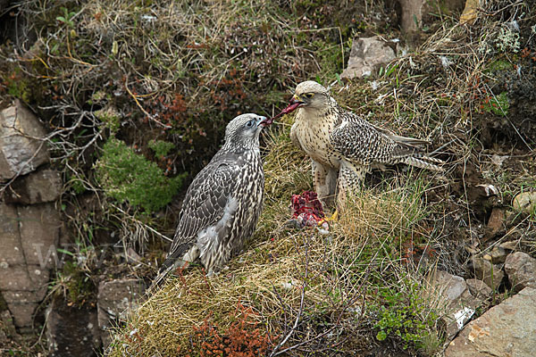 Gerfalke (Falco rusticolus)