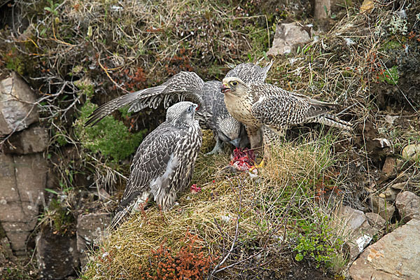 Gerfalke (Falco rusticolus)