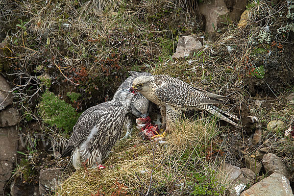 Gerfalke (Falco rusticolus)