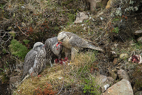 Gerfalke (Falco rusticolus)