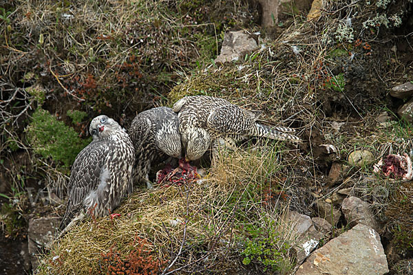 Gerfalke (Falco rusticolus)