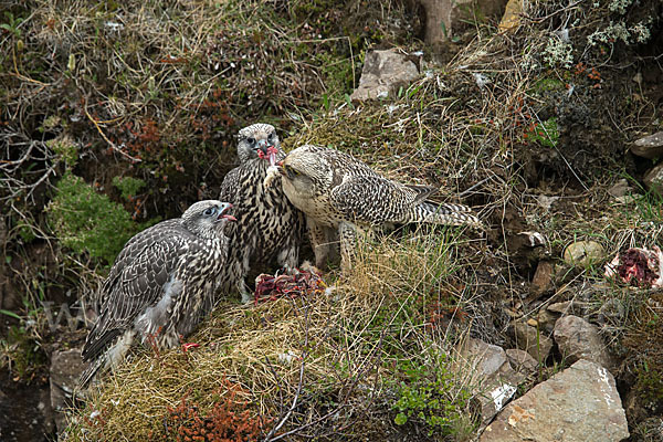 Gerfalke (Falco rusticolus)