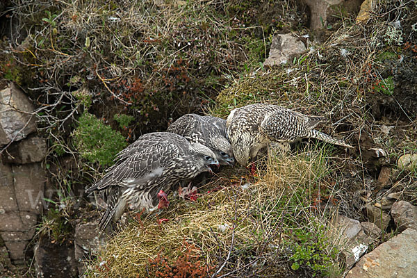 Gerfalke (Falco rusticolus)