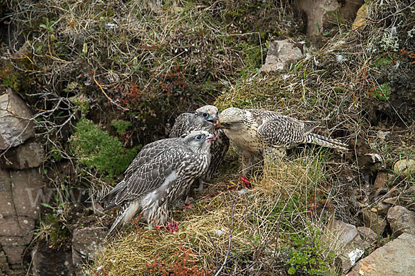 Gerfalke (Falco rusticolus)