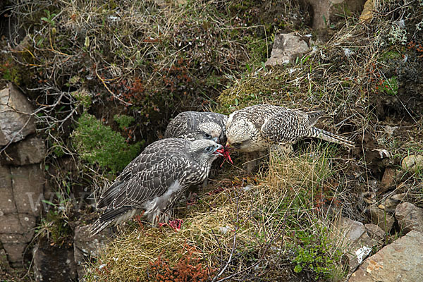 Gerfalke (Falco rusticolus)