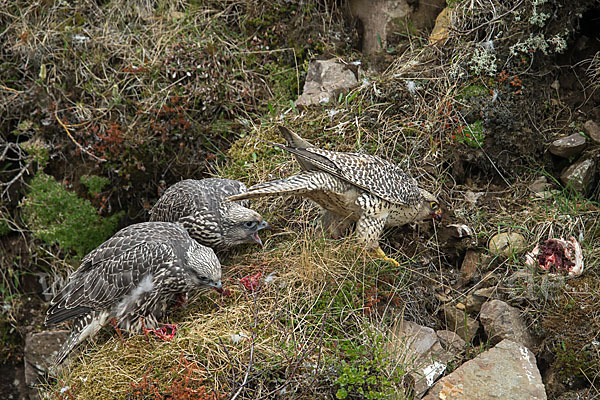 Gerfalke (Falco rusticolus)