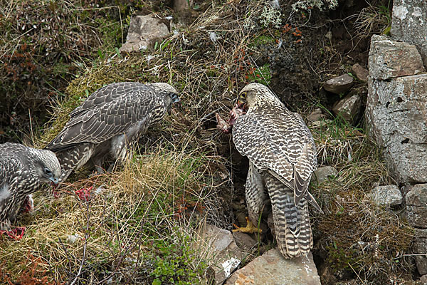 Gerfalke (Falco rusticolus)