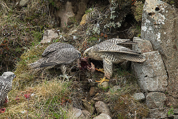 Gerfalke (Falco rusticolus)