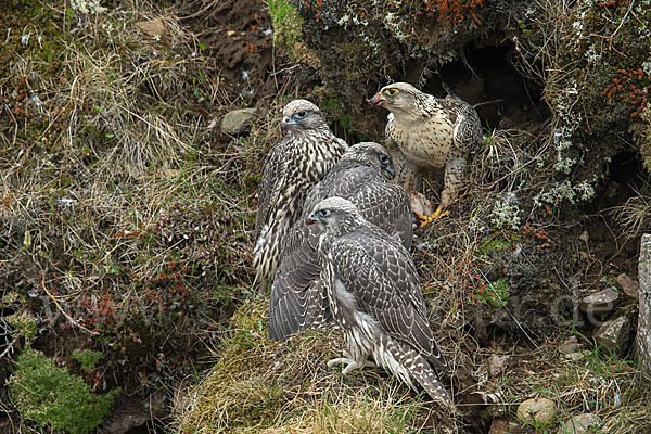 Gerfalke (Falco rusticolus)