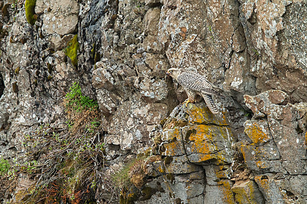 Gerfalke (Falco rusticolus)