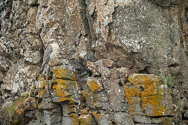 Gerfalke (Falco rusticolus)