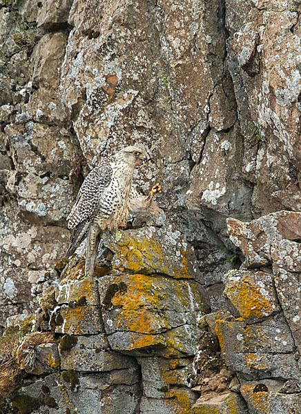 Gerfalke (Falco rusticolus)