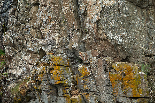 Gerfalke (Falco rusticolus)