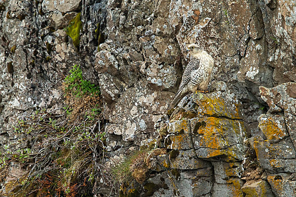 Gerfalke (Falco rusticolus)