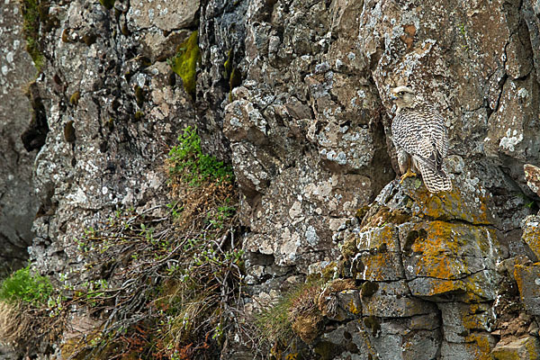 Gerfalke (Falco rusticolus)