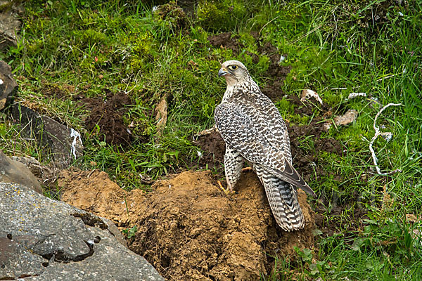 Gerfalke (Falco rusticolus)