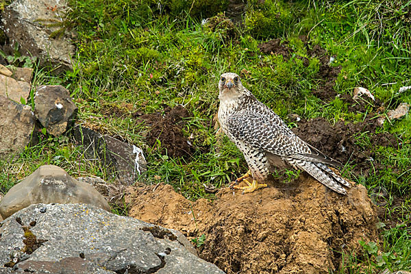 Gerfalke (Falco rusticolus)