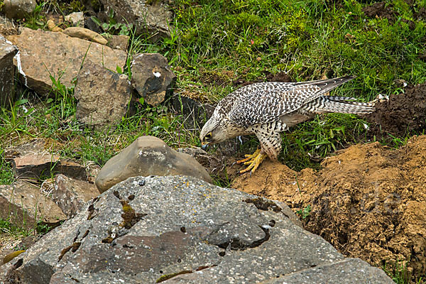 Gerfalke (Falco rusticolus)