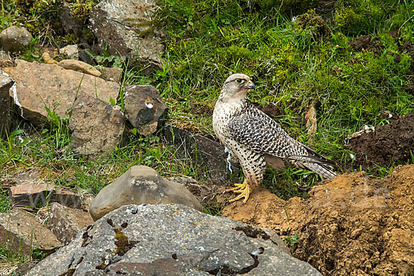 Gerfalke (Falco rusticolus)