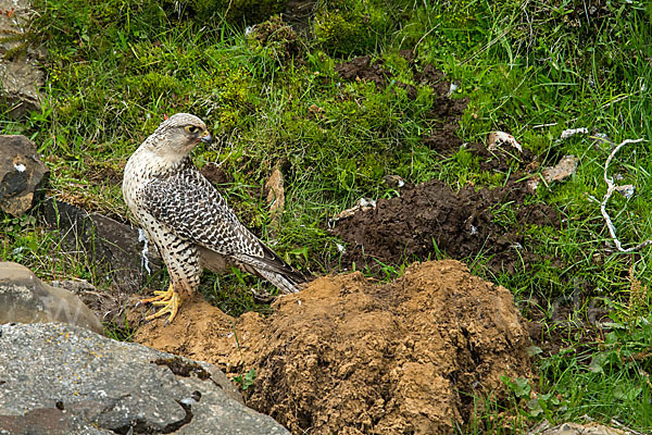 Gerfalke (Falco rusticolus)