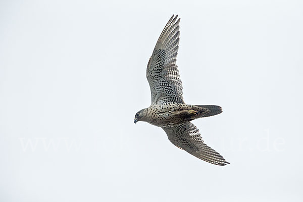 Gerfalke (Falco rusticolus)