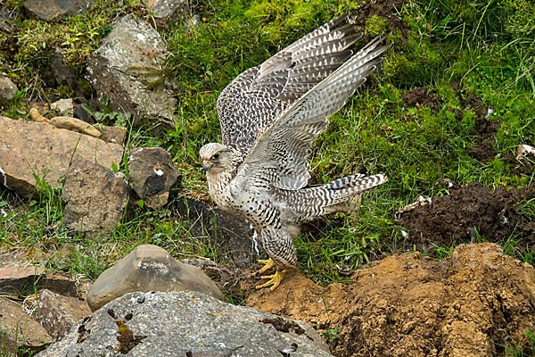 Gerfalke (Falco rusticolus)