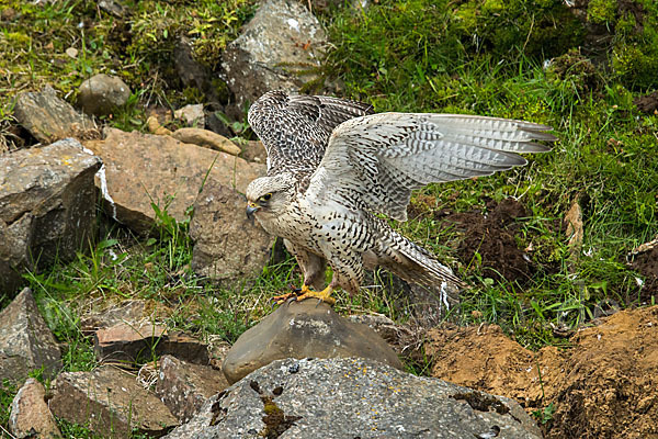 Gerfalke (Falco rusticolus)