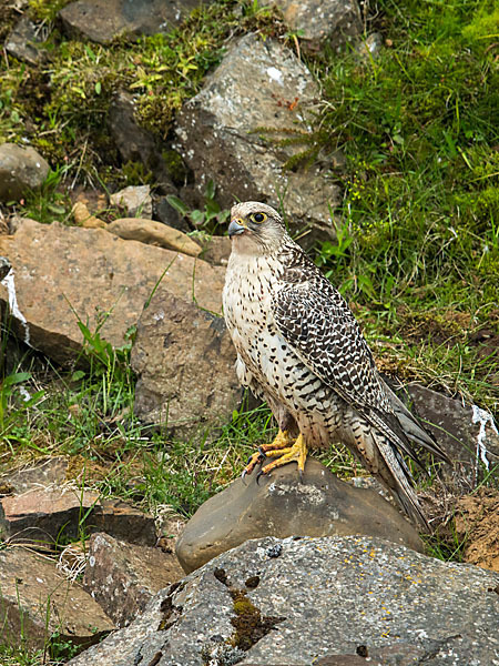 Gerfalke (Falco rusticolus)