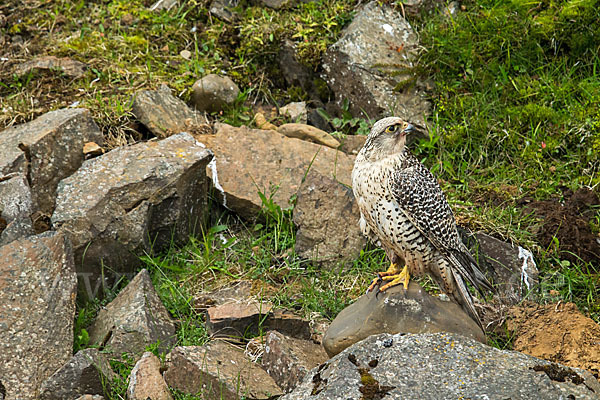 Gerfalke (Falco rusticolus)