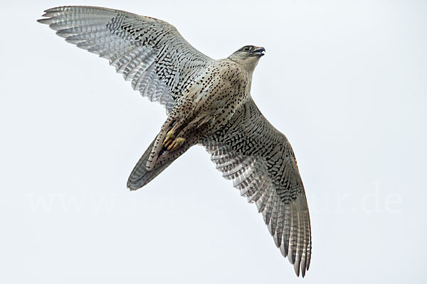 Gerfalke (Falco rusticolus)