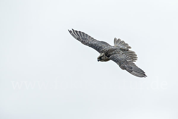 Gerfalke (Falco rusticolus)