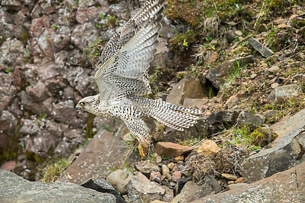 Gerfalke (Falco rusticolus)