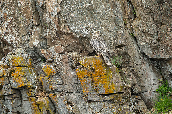 Gerfalke (Falco rusticolus)