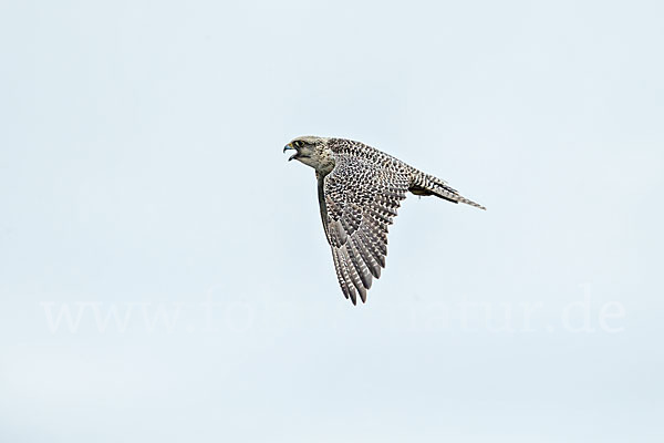 Gerfalke (Falco rusticolus)