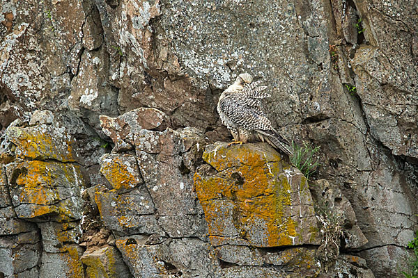 Gerfalke (Falco rusticolus)