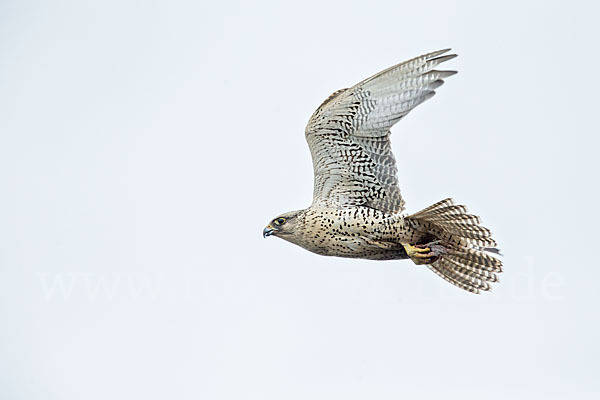 Gerfalke (Falco rusticolus)