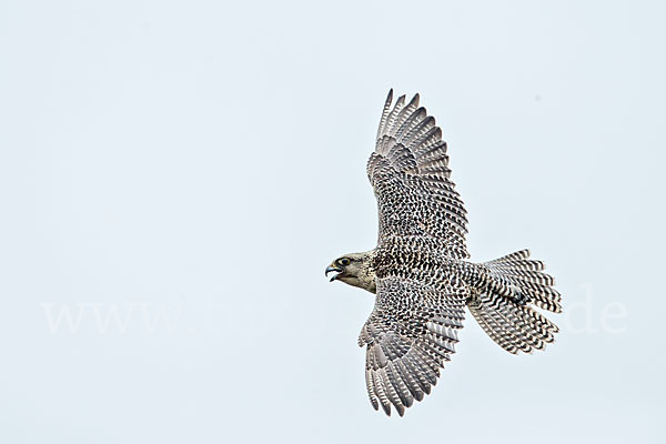 Gerfalke (Falco rusticolus)