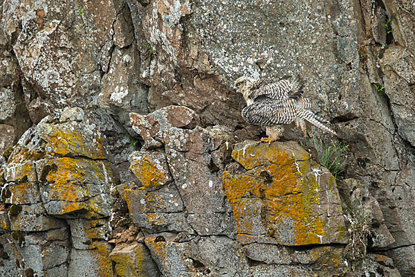 Gerfalke (Falco rusticolus)