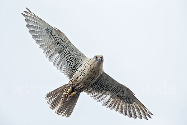 Gerfalke (Falco rusticolus)