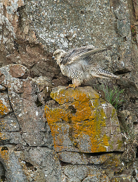 Gerfalke (Falco rusticolus)