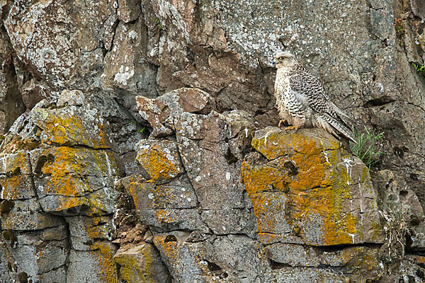 Gerfalke (Falco rusticolus)