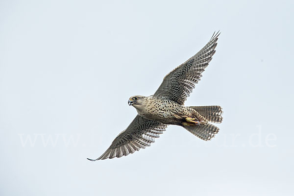 Gerfalke (Falco rusticolus)