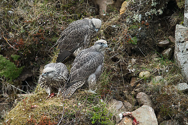 Gerfalke (Falco rusticolus)